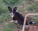Small Photo #48 Border Collie-Pembroke Welsh Corgi Mix Puppy For Sale in CHILOQUIN, OR, USA