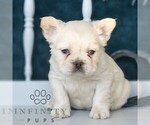 Small #2 French Bulldog