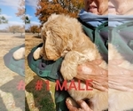 Small Photo #2 Goldendoodle Puppy For Sale in CLARKSVILLE, TX, USA