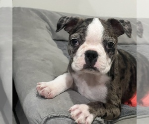 Boston Terrier Puppy for sale in BEECH GROVE, IN, USA