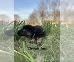 Small Photo #19 German Shepherd Dog-Siberian Husky Mix Puppy For Sale in COLUMBUS, OH, USA