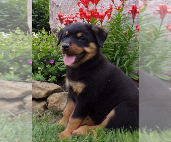 Medium Photo #11 Rottweiler Puppy For Sale in MILLERSBURG, OH, USA