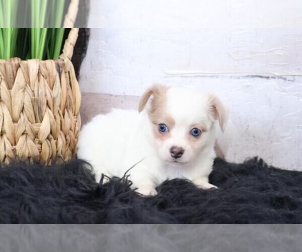 Medium Photo #4 Chihuahua Puppy For Sale in WEST PALM BEACH, FL, USA