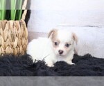 Small #3 Chihuahua