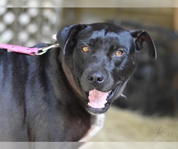 Medium Photo #4 Labrador Retriever-Unknown Mix Puppy For Sale in Brewster, NY, USA