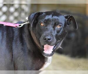 Roxy (Trinity) - Female Labrador Retriever-Unknown Mix Dog for Adoption - Photo #4