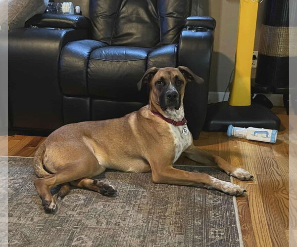 Medium Photo #2 Boxer-Unknown Mix Puppy For Sale in Stanwood, WA, USA