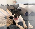 Small American Pit Bull Terrier Mix