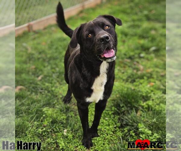 Medium Photo #11 Labrottie Puppy For Sale in Maryville, TN, USA