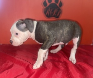 Medium American Pit Bull Terrier