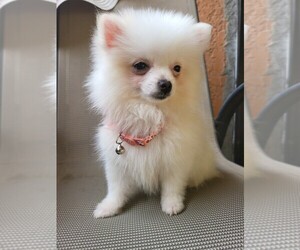 Pomeranian Puppy for sale in TEMECULA, CA, USA