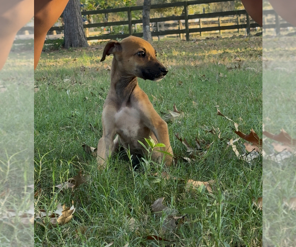 Medium Photo #1 Greyhound Puppy For Sale in MONTGOMERY, TX, USA