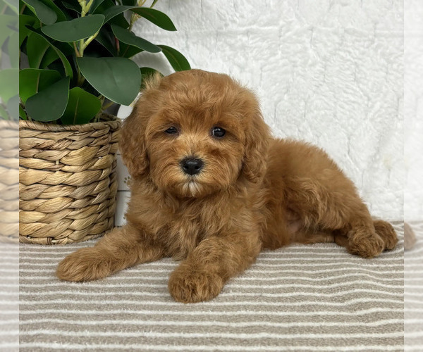 Medium Photo #3 Cavapoo Puppy For Sale in GREENFIELD, IN, USA