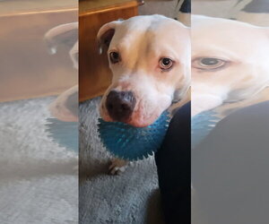 Monteray - Male American Pit Bull Terrier-Unknown Mix Dog for Adoption - Photo #24