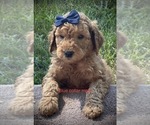 Small Photo #21 Goldendoodle Puppy For Sale in CROTON, MI, USA