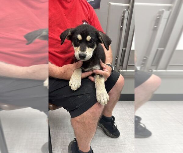 Medium Photo #1 Mutt Puppy For Sale in Calgary, Alberta, Canada