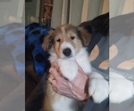 Small Photo #6 Collie Puppy For Sale in HARVEY, ND, USA