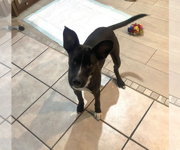 Medium Photo #12 Black Mouth Cur-Unknown Mix Puppy For Sale in Palatka, FL, USA