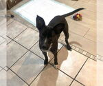 Small #11 Black Mouth Cur Mix