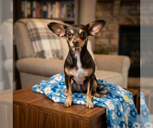 Chihuahua-Unknown Mix Dogs for adoption in Vail, AZ, USA