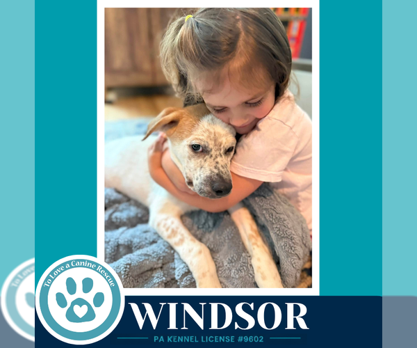 Medium Photo #8 Aussiedor Puppy For Sale in Kimberton, PA, USA