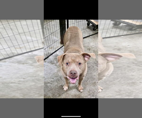 Medium Photo #7 American Pit Bull Terrier Puppy For Sale in Rockaway, NJ, USA