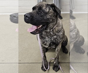 Mutt Dogs for adoption in Olalla, WA, USA