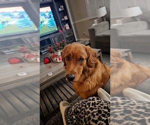 English Cream Golden Retriever Puppy for sale in TOPEKA, KS, USA