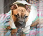 Small #6 Boxer Mix