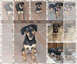 Small #2 Black and Tan Coonhound Mix
