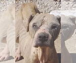 Small #7 Boxer Mix