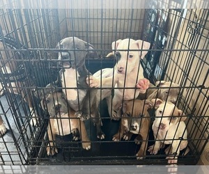 American Bully Puppy for sale in MAYWOOD, IL, USA