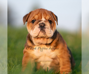 English Bulldog Litter for sale in WARSAW, IN, USA