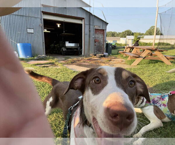 Medium Photo #2 Mutt Puppy For Sale in Coralville, IA, USA