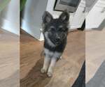 Small #3 German Shepherd Dog