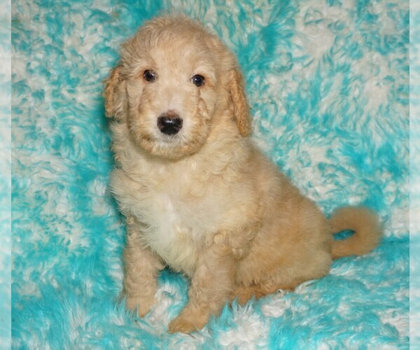 Medium Photo #1 Labradoodle Puppy For Sale in LA HABRA, CA, USA