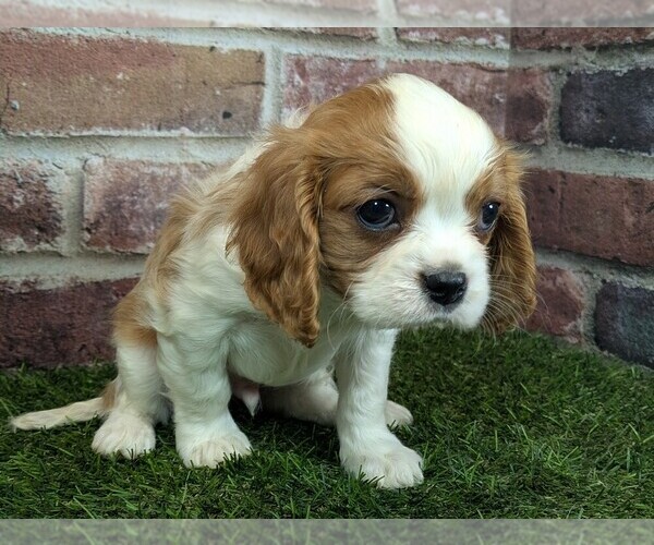 Medium Photo #3 Cavalier King Charles Spaniel Puppy For Sale in MOBERLY, MO, USA