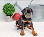 Small #1 Doberman Pinscher