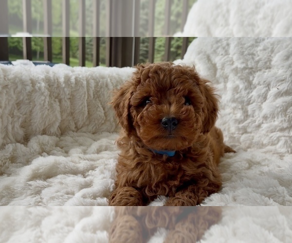 Medium Photo #4 Goldendoodle mix (+ Poodle Miniature) Puppy For Sale in RANDOLPH, WI, USA