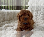 Small #3 Goldendoodle mix (+ Poodle Miniature)