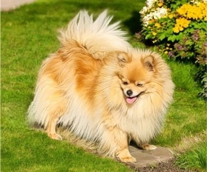 Mother of the Pomeranian puppies born on 08/21/2026