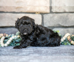 Small Photo #10 Poovanese Puppy For Sale in SUGARCREEK, OH, USA