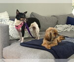 Small #4 Chihuahua Mix