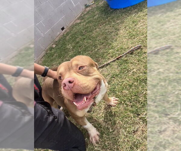 Medium Photo #2 American Staffordshire Terrier-Unknown Mix Puppy For Sale in phoenix, AZ, USA