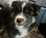 Puppy Noah Pomsky