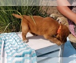 Small Photo #3 Golden Retriever Puppy For Sale in SHERIDAN, MI, USA