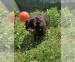 Small #1 Pomeranian