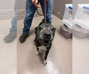 American Pit Bull Terrier-Unknown Mix Dogs for adoption in La Porte, IN, USA