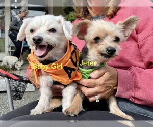 Mutt Dogs for adoption in Chester, NJ, USA