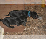 Small Photo #4 Labrador Retriever Puppy For Sale in TEKAMAH, NE, USA